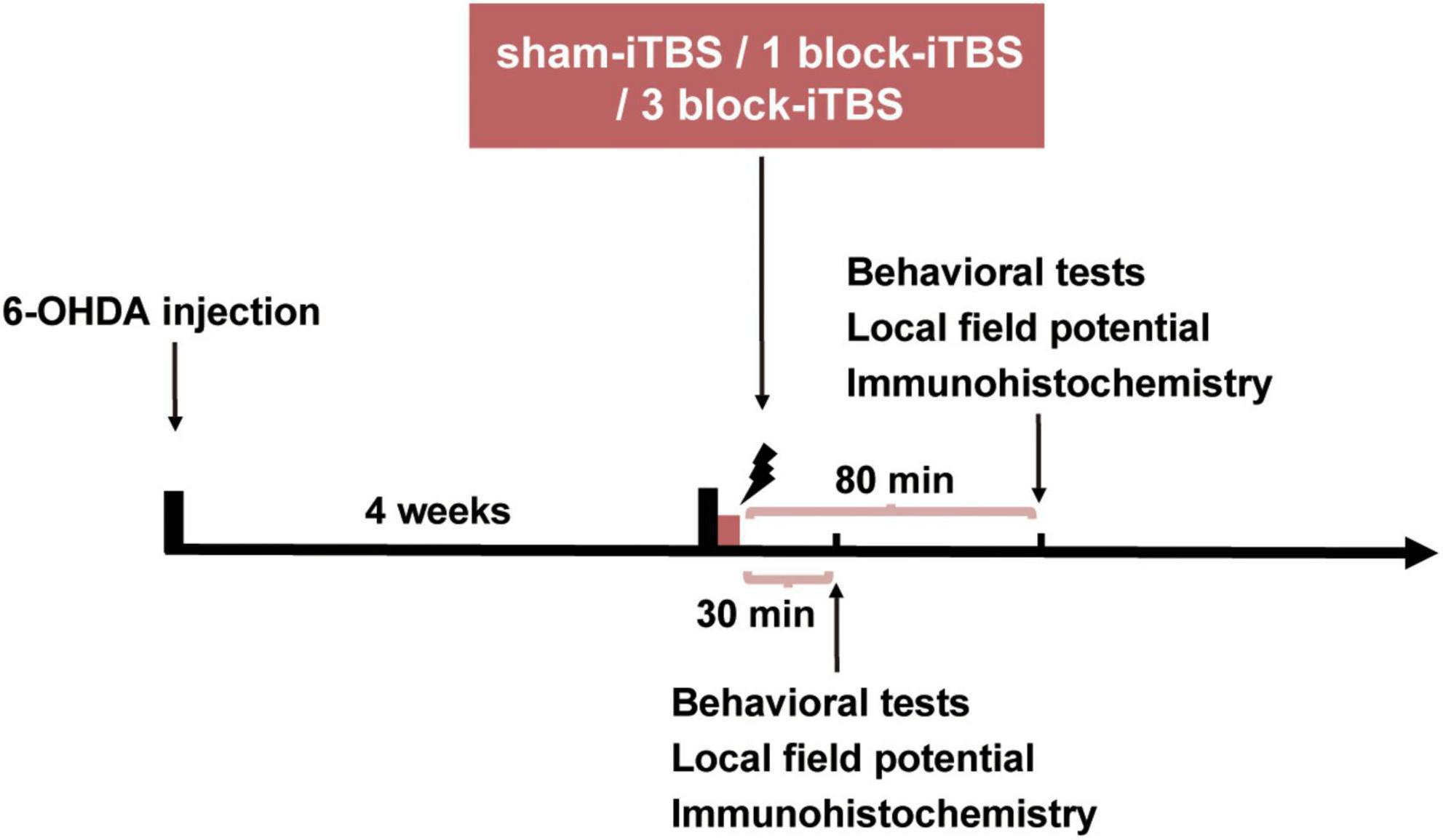 Dose and time-dependence of acute intermittent theta-burst stimulation on hippocampus-dependent memory in parkinsonian rats